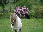 Realtin, our Shetland pony